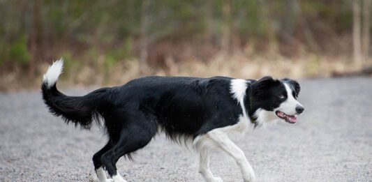 Nettiluento ke 16.8. – Vire & tunnetilat – Maiju Ojamies Vire ja tunnetilat, nettiluento