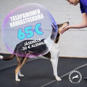 Tasapainoinen harrastuskoira verkkokurssi