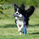 JoustoSopis lila-turkoosi ja bordercollie
