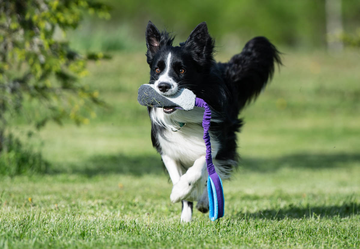 JoustoSopis lila-turkoosi ja bordercollie