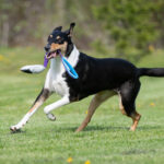 JoustoSopis lila-turkoosi ja lk collie