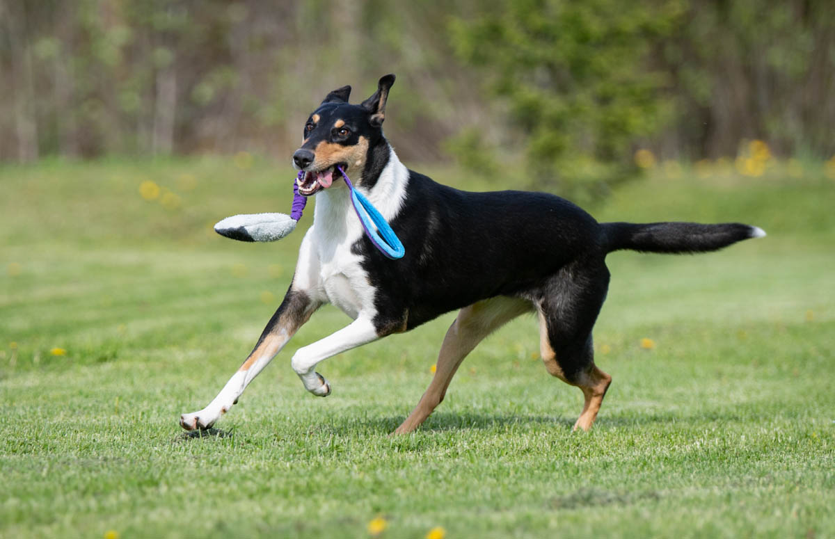 JoustoSopis lila-turkoosi ja lk collie