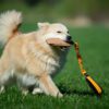 JoustoSöpis koiran treenilelu oranssi ja islanninlammaskoira