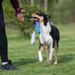 Lila-turkoosi JoustoSopis ja lk collie