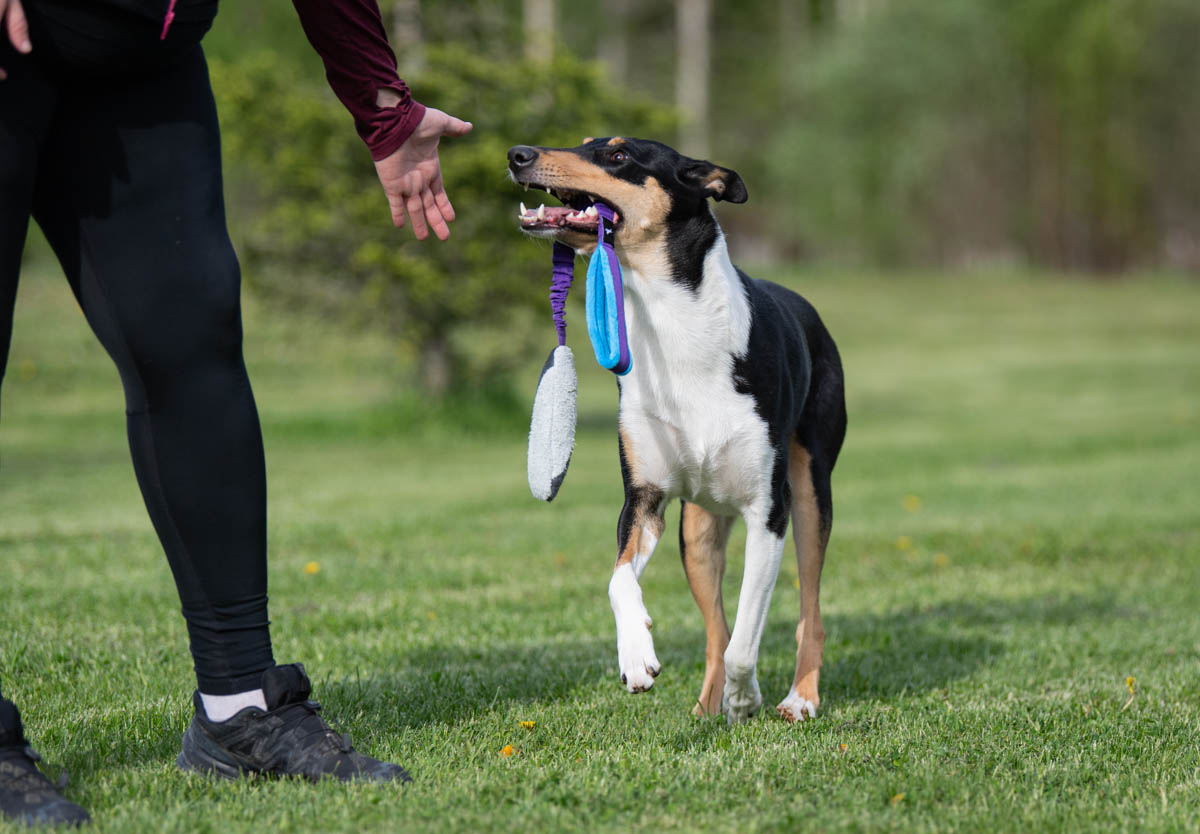 JoustoSopis lila-turkoosi ja lk collie