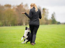 Nettiluento: koirakon urakehitys ja ajankäyttö