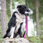 JoustoNamis bordercollie musta-pinkki