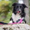 JoustoNamis musta-pinkki ja bordercollie