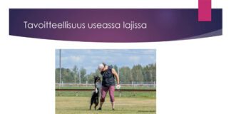 Nettiluento tavoitteellisuus useassa lajissa