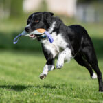 Lila Sopis ja bordercollie