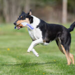 Lila Sopis ja lk collie juoksee