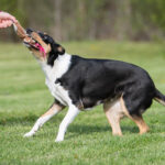 Pinkki Sopis ja lk collie leikkii