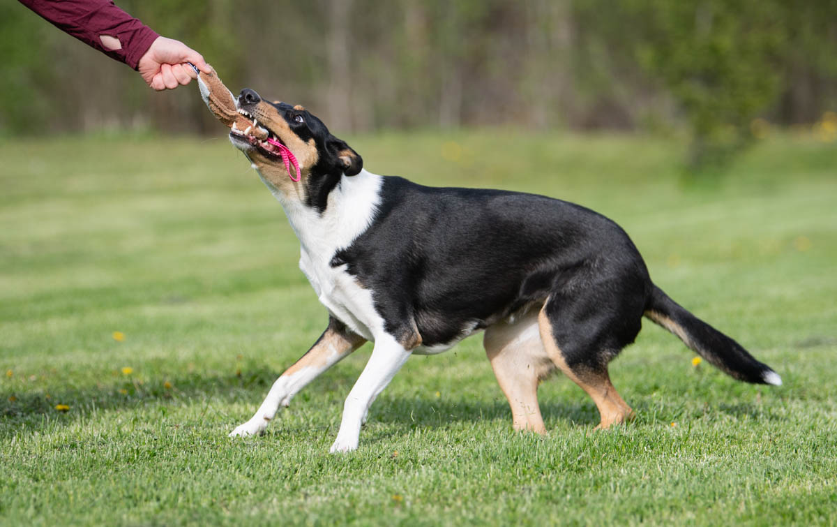 Pinkki Sopis ja lk collie leikkii