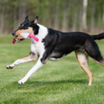 Pinkki Sopis lk collie
