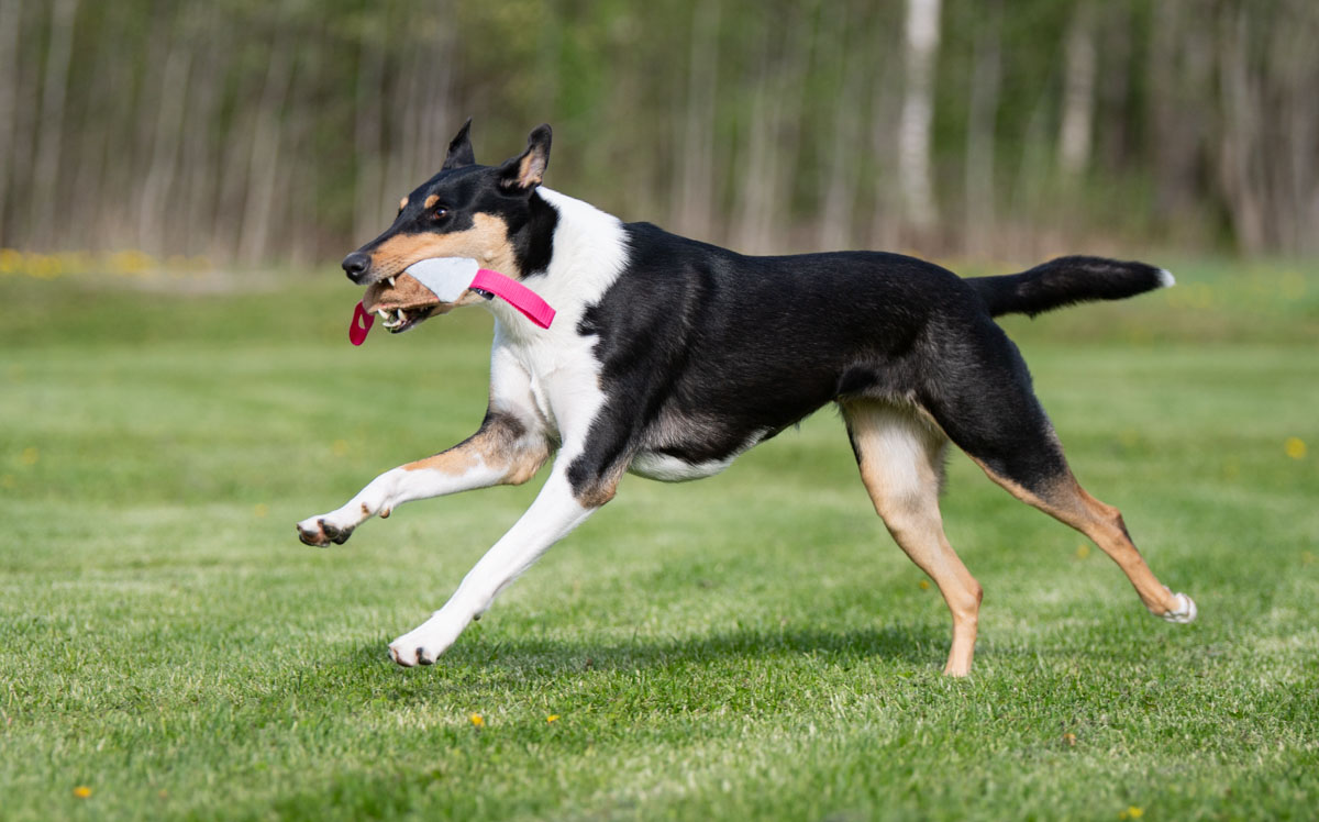 Pinkki Sopis lk collie