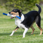 Sininen Sopis ja lk collie