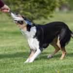 Sininen Sopis ja lk collie leikkii