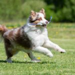Sopis sininen aussie