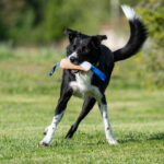 Sopis sininen bordercollie