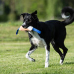 Sopis sininen bordercolliejpg