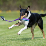 Lila-turkoosi JoustoNamis lk collie