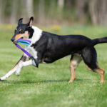 Lila-turkoosi JoustoNamis-pallo lk collie