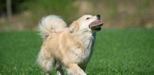 nettiluento koiran koulutuksen peruspalaset