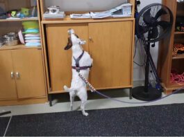 Nosework-säännöt, luento