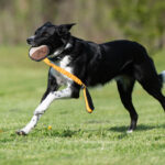 JoustoNamis oranssi-musta bordercollie