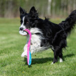 JoustoNamis pi-tu ja bordercollie