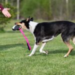 JoustoNamis pinkki-musta ja lk collie