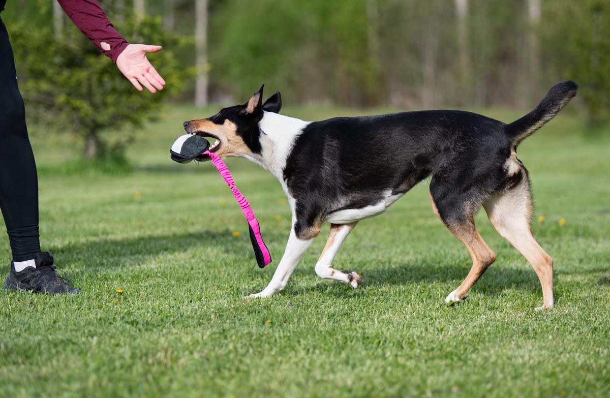 JoustoNamis pinkki-musta ja lk collie