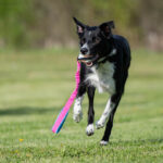 JoustoNamis pinkki-turkoosi bordercollie