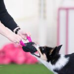 Pinkki Vahvis treenissa