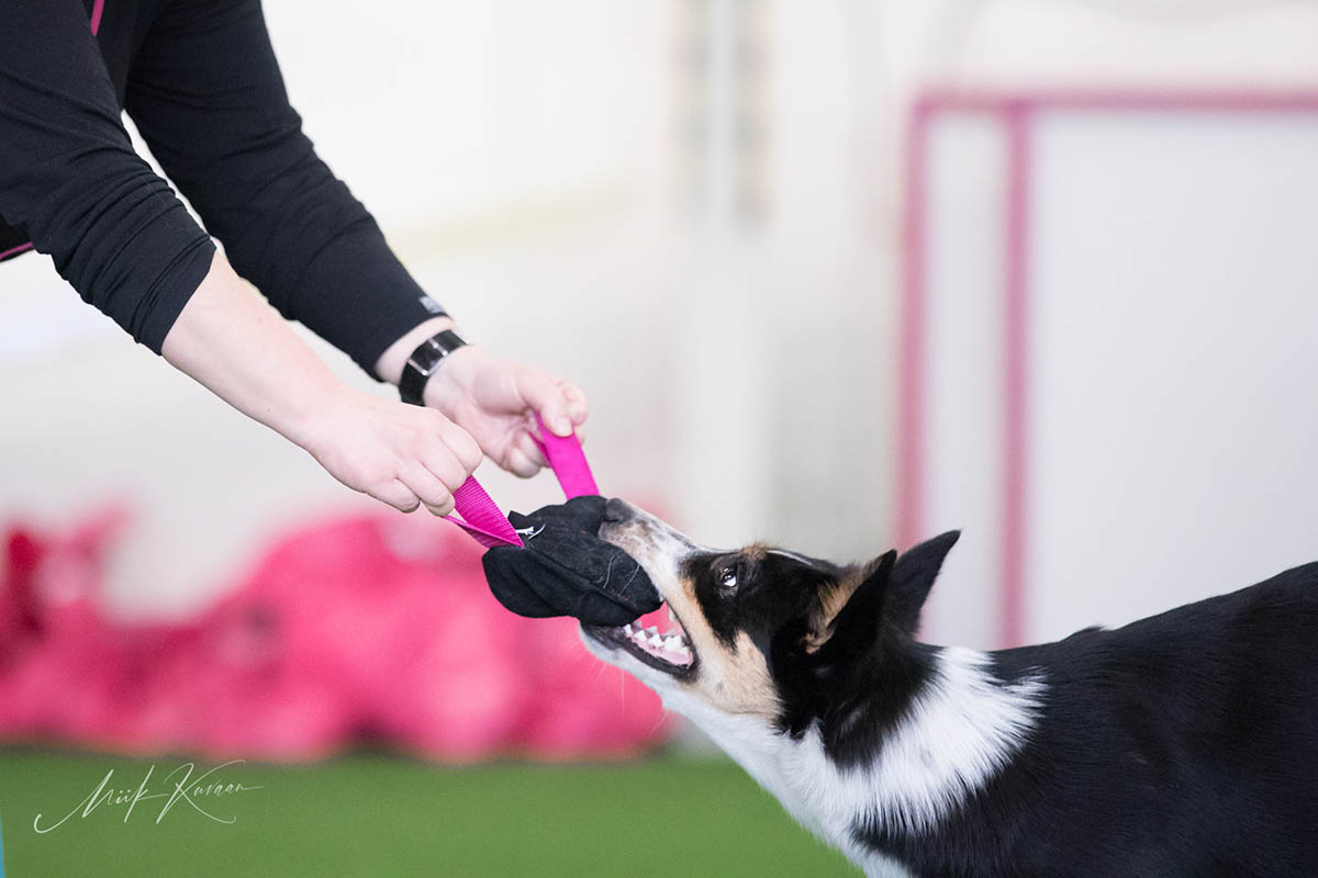 Pinkki Vahvis treenissä