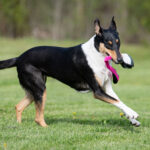 Pinkki-musta JoustoNamis lk collie
