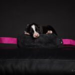 Vahvis ja pikkupentu