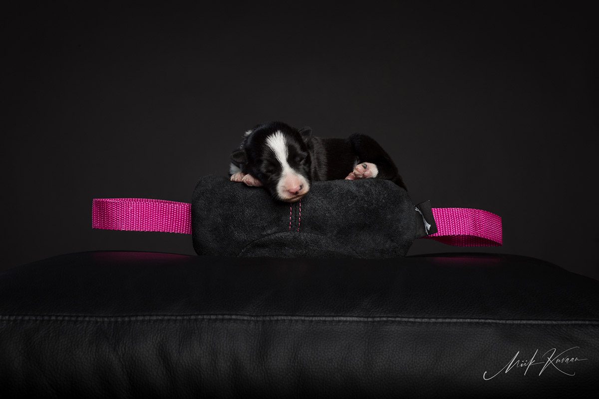 Vahvis ja pikkupentu