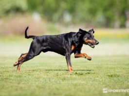 Nettiluento: Mikä ihmeen mielentila?