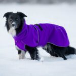 60 cm SporttiPalttoo ja iso bordercollieuros