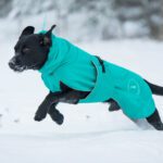 60 cm merenvihrea SporttiPalttoo ja labradoriuros