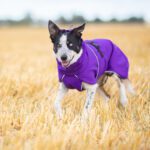 Bordercollie ja lila SporttiPalttoo