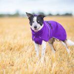 Bordercollie ja lila SporttiPalttoo syksy 2025