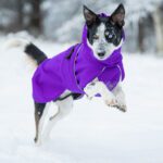 Bordercollieuros ja 55 cm lila SporttiPalttoo