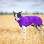 Bordercollieuros lila SporttiPalttoo koko 55 cm