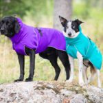 Labradori ja bodercollie SporttiPalttoo koiran takki