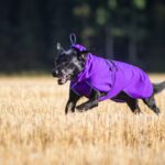 Labradori ja lila SporttiPalttoo koko 60 cm