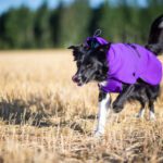 Lila SporttiPalttoo bc-uros koko 60 cm