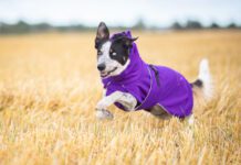 Lila SporttiPalttoo koiran kuoritakki