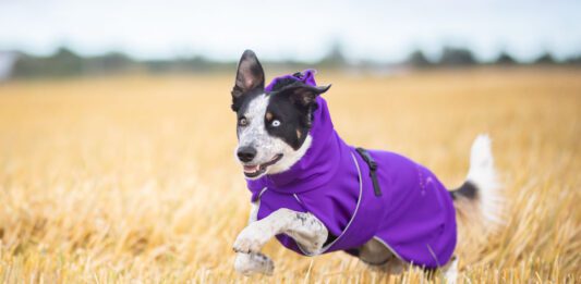 Lila SporttiPalttoo koiran kuoritakki
